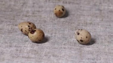 Gri arka planda kayan bıldırcın yumurtalarını kapatın. Organik tarım, doğal natürmort. İlkbahar, Paskalya