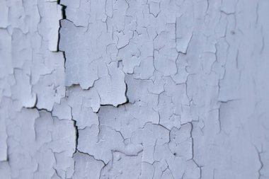 Eski metal yüzeyde mavi yağ boyası var. Güzel grunge çatırtısı dokusu. Çatlak desen. Eski bir duvardaki boyayı soymak. Kapat.