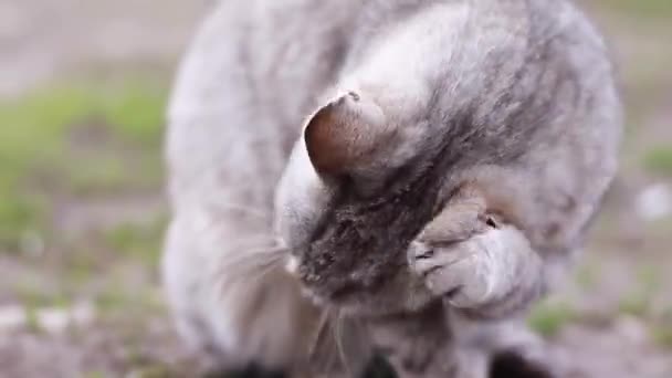 Lindo Gato Gris Lamiendo Limpieza Aseo Mismo Amantes Del Gato — Vídeos de Stock