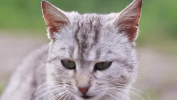 Bonito Gato Cinza Lambendo Limpeza Preparando Amantes Gatos Animal Estimação — Vídeo de Stock