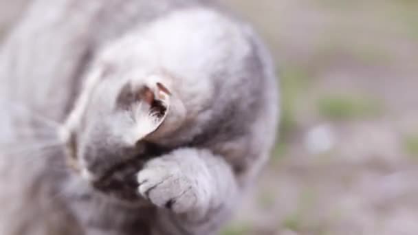 Bonito Gato Cinza Lambendo Limpeza Preparando Amantes Gatos Animal Estimação — Vídeo de Stock