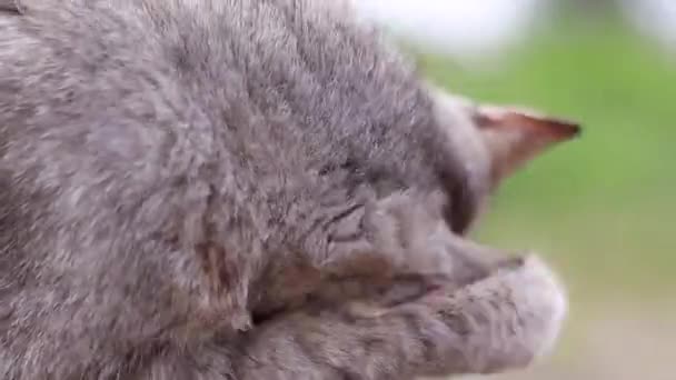 Lindo Gato Gris Lamiendo Limpieza Aseo Mismo Amantes Del Gato — Vídeos de Stock