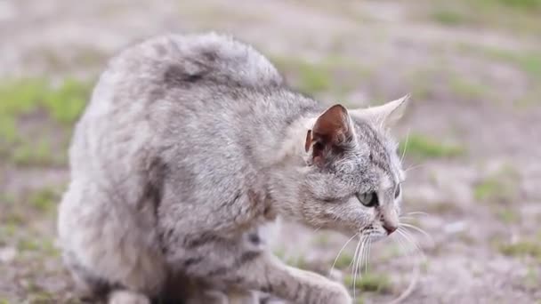 Bonito Gato Cinza Lambendo Limpeza Preparando Amantes Gatos Animal Estimação — Vídeo de Stock