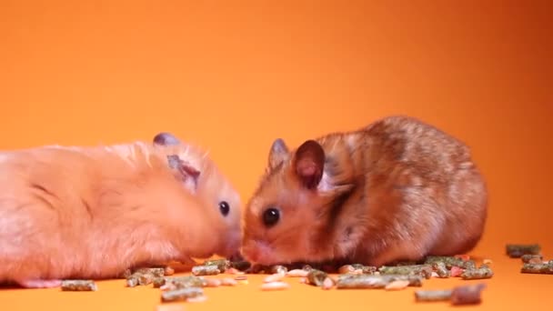 褐色和米黄色仓鼠 吃的是用橙黄色背景分离的啮齿动物的食物 优质Fullhd影片 — 图库视频影像