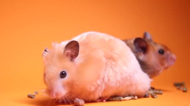 Dois Marrom Bege Hamsters Ratos Comendo Alimentos Para Roedores Isolados — Vídeo de Stock