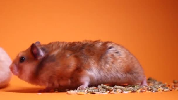 褐色和米黄色仓鼠 吃的是用橙黄色背景分离的啮齿动物的食物 优质Fullhd影片 — 图库视频影像