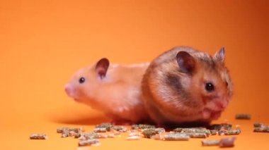İki hamster, turuncu arka planda tohum karışımı yerler. Hayvanlara besin sağlıyor. Hayvan dükkanı. Veteriner. Yüksek kaliteli FullHD görüntüler