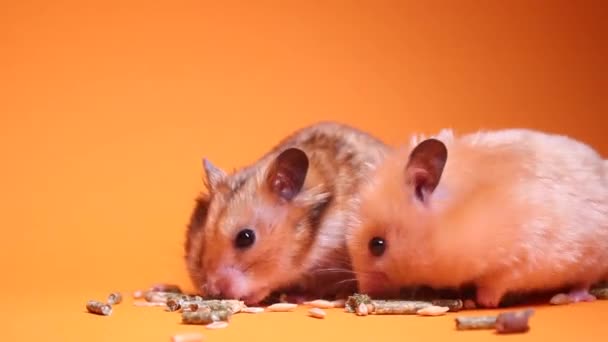 Dois Hamsters Comem Uma Mistura Sementes Fundo Laranja Fornece Totalmente — Vídeo de Stock