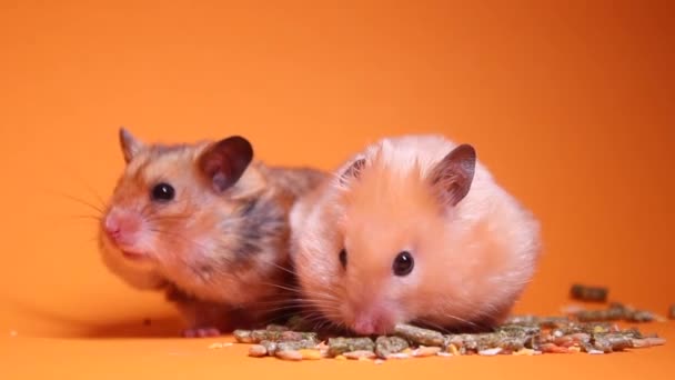 两只仓鼠在橙色背景下吃混合的种子 为动物提供充足的营养物质 宠物店兽医 优质Fullhd影片 — 图库视频影像