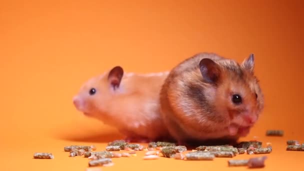 Dois Hamsters Comem Uma Mistura Sementes Fundo Laranja Fornece Totalmente — Vídeo de Stock