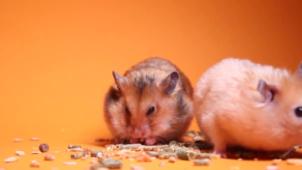 Små Fluffiga Hamstrar Äter Mat Orange Bakgrund Framifrån Råttdjur Musbrunt — Stockvideo