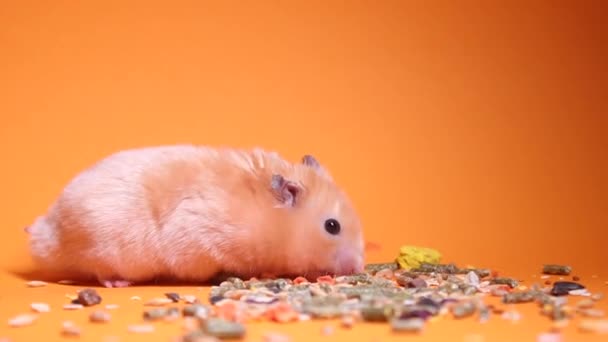 小毛茸茸的仓鼠在橙色背景下吃东西 啮齿动物宠物 鼠标棕色和米黄色 — 图库视频影像