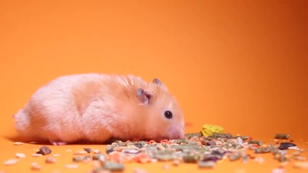 Pequenos Hamsters Fofos Comem Comida Fundo Laranja Vista Frontal Animal — Vídeo de Stock