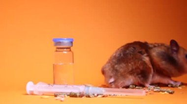 Tıbbi eldiven içinde el, tıbbi deney için hamster faresini alır. turuncu arka plan, şırınga ve şişe şişesi. Fareler üzerinde test. Veterinerlik. Kozmetik ürünlerini hayvanlar üzerinde test etmek.