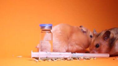 Tıbbi eldiven içinde el, tıbbi deney için hamster faresini alır. turuncu arka plan, şırınga ve şişe şişesi. Fareler üzerinde test. Veterinerlik. Kozmetik ürünlerini hayvanlar üzerinde test etmek.