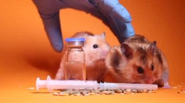 Tıbbi eldiven içinde el, tıbbi deney için hamster faresini alır. turuncu arka plan, şırınga ve şişe şişesi. Fareler üzerinde test. Veterinerlik. Kozmetik ürünlerini hayvanlar üzerinde test etmek.