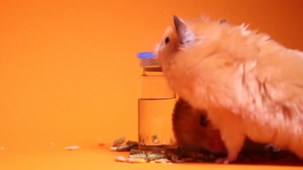 Tıbbi Eldiven Içinde Tıbbi Deney Için Hamster Faresini Alır Turuncu — Stok video