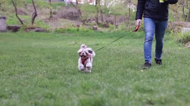 Mann Läuft Mit Pelzigem Flauschigem Weißem Hund Der Leine Über — Stockvideo