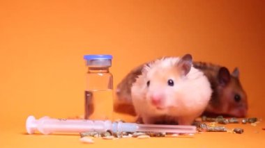 Tıbbi eldiven, tıbbi şırınganın yanındaki hamster faresini turuncu arka planda izole edilmiş iğne ve şişe şişesiyle alır. Tıbbi deneyler, fareler üzerinde testler. Veterinerlik. Aşı geliştirme.