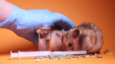 Tıbbi eldiven, tıbbi şırınganın yanındaki hamster faresini turuncu arka planda izole edilmiş iğne ve şişe şişesiyle alır. Tıbbi deneyler, fareler üzerinde testler. Veterinerlik. Aşı geliştirme.