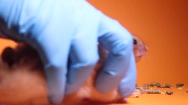 Tıbbi eldiven, tıbbi şırınganın yanındaki hamster faresini turuncu arka planda izole edilmiş iğne ve şişe şişesiyle alır. Tıbbi deneyler, fareler üzerinde testler. Veterinerlik. Aşı geliştirme.