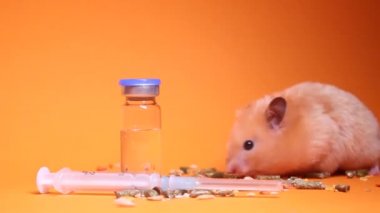 Tıbbi eldiven, tıbbi şırınganın yanındaki hamster faresini turuncu arka planda izole edilmiş iğne ve şişe şişesiyle alır. Tıbbi deneyler, fareler üzerinde testler. Veterinerlik. Aşı geliştirme.