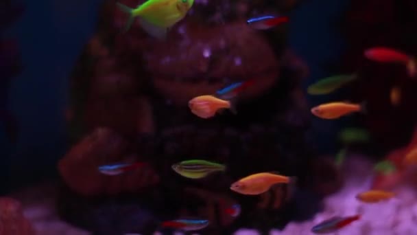 巨幅拍摄的奇异的五彩斑斓的小鱼在自然珊瑚礁之间的水下游动 有绿色植物的小淡水水族馆 黑暗的主题 有选择的软焦点 优质Fullhd影片 — 图库视频影像