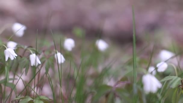 Detailní Záběr Krásné Rostliny Bílé Zvony Nebo Obyčejná Sněhová Kapka — Stock video