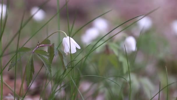 Detailní Záběr Krásné Rostliny Bílé Zvony Nebo Obyčejná Sněhová Kapka — Stock video