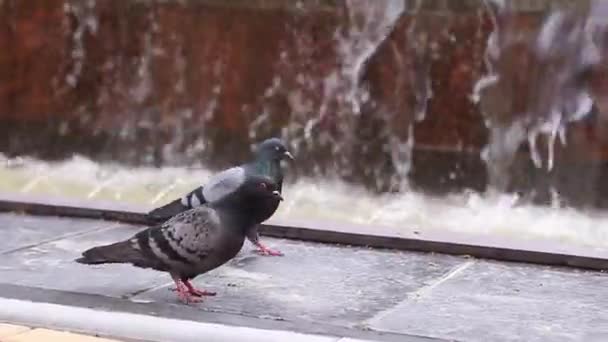 Pombas Pombos Procurando Comida Caminhando Voando Dia Ensolarado Verão Slo — Vídeo de Stock