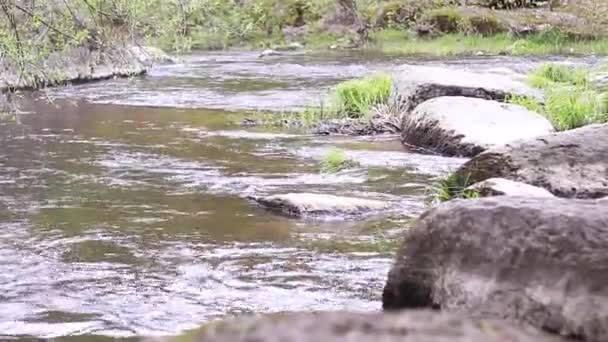 Beau Ruisseau Montagne Pierres Envahies Mousse Nature Sauvage Magnifiques Rapides — Video