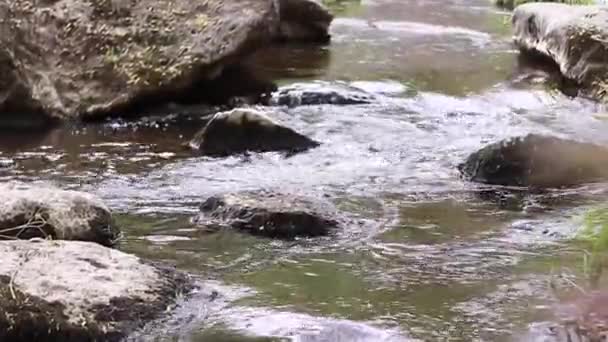 Beau Ruisseau Montagne Pierres Envahies Mousse Nature Sauvage Magnifiques Rapides — Video