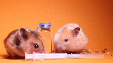 İki hamster faresi, kahverengi ve bej, tıbbi şırınganın yanında, turuncu arka planda bir iğne ve şişe şişesi var. Tıbbi deneyler, fareler üzerinde testler. Veterinerlik. Aşı geliştirme.