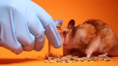 İki hamster faresi, kahverengi ve bej, tıbbi şırınganın yanında, turuncu arka planda bir iğne ve şişe şişesi var. Tıbbi deneyler, fareler üzerinde testler. Veterinerlik. Aşı geliştirme.