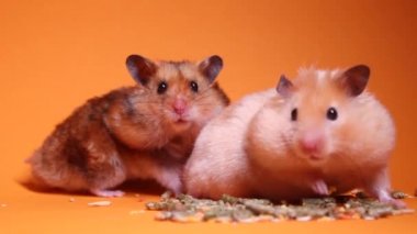 İki hamster faresi, kahverengi ve bej, tıbbi şırınganın yanında, turuncu arka planda bir iğne ve şişe şişesi var. Tıbbi deneyler, fareler üzerinde testler. Veterinerlik. Aşı geliştirme.