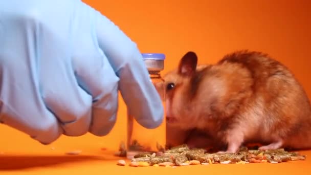 Hamster Faresi Kahverengi Bej Tıbbi Şırınganın Yanında Turuncu Arka Planda — Stok video