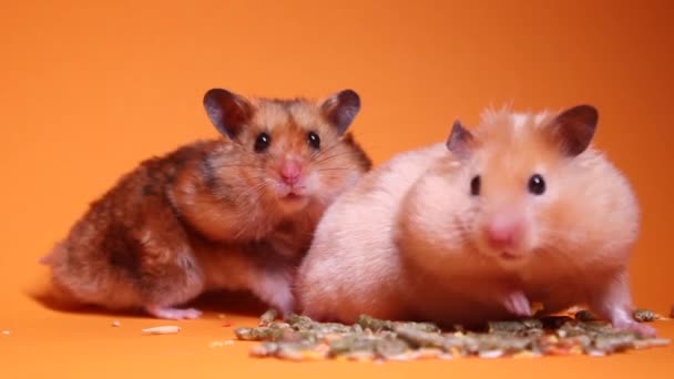 Dois Hamsters Rato Marrom Bege Perto Seringa Médica Com Uma — Vídeo de Stock