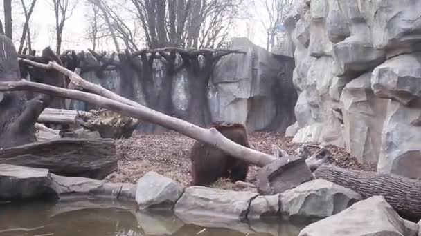 大きな木の枝で遊ぶ野生の茶色のクマ 湖の近くの石壁に囲まれて 高品質のフルHd映像 — ストック動画