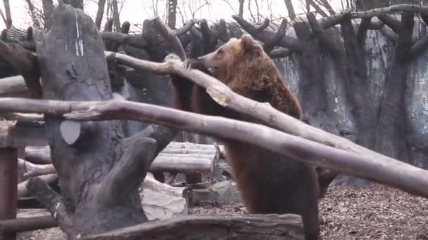 Urso Marrom Selvagem Brincando Com Grande Galho Árvore Cercado Por — Vídeo de Stock