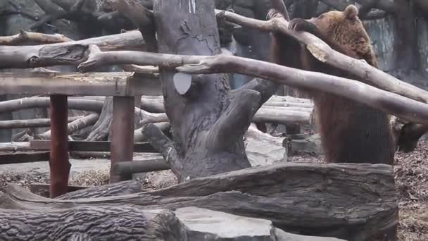 Urso Marrom Selvagem Brincando Com Grande Galho Árvore Cercado Por — Vídeo de Stock