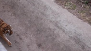 Ormandaki taş duvarın yanında, beton zeminde yürüyen Koca Kaplan 'ı dikizliyordum. Yüksek kaliteli FullHD görüntüler