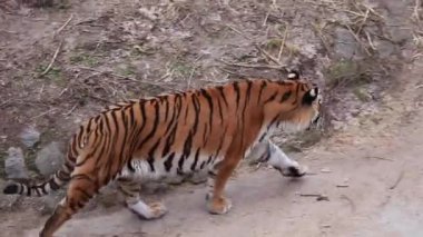 Ormandaki taş duvarın yanında, beton zeminde yürüyen Koca Kaplan 'ı dikizliyordum. Yüksek kaliteli FullHD görüntüler