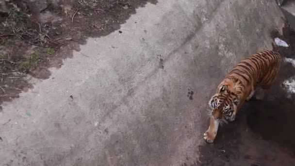 Peeping Big Tiger Walk Concrete Floor Stone Wall Forest High — Stockvideo