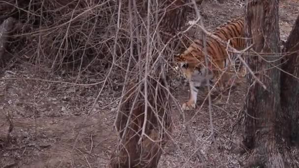 Épier Sur Big Tiger Marcher Sur Sol Béton Près Mur — Video