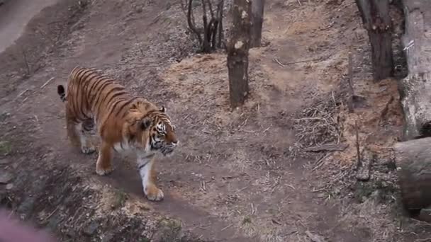 Espiando Gran Tigre Caminar Sobre Suelo Hormigón Cerca Pared Piedra — Vídeo de stock