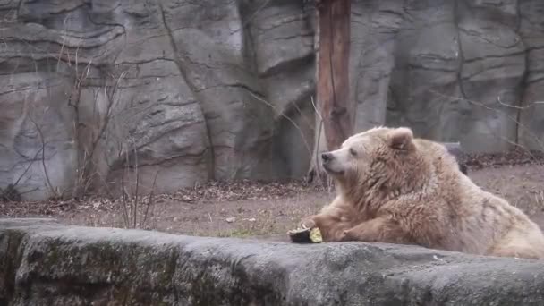 Urso Castanho Selvagem Deitado Relaxante Nas Montanhas Cercado Por Uma — Vídeo de Stock