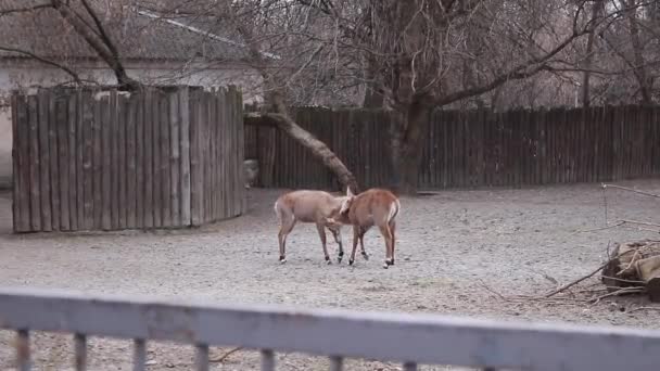 Два Оленя Играют Сражаются Заповеднике Зоопарке Капреол Плену Поведение Животных — стоковое видео