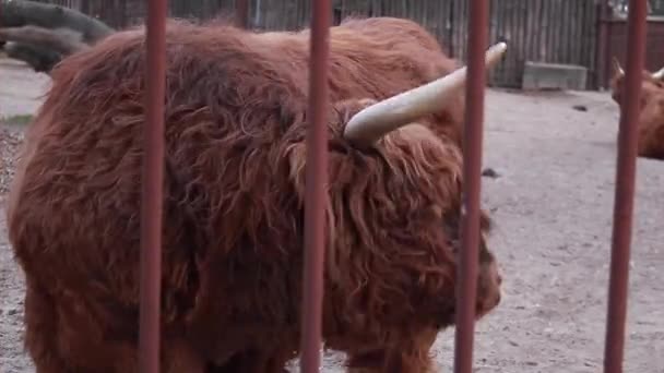 Big Yak Zoo Bull Bison Bars Cage Animals Captivity High — Stock Video