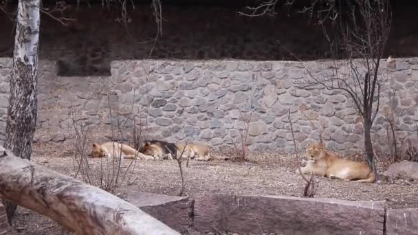 ライオンとライオンのグループは 石の壁にリラックス横たわっていた 野生の猫の家族の概念 高品質のフルHd映像 — ストック動画