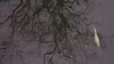Büyük renkli balık sürüsü nehirde ya da gölde yüzer. Üst Manzara. Yüksek kaliteli FullHD görüntüler